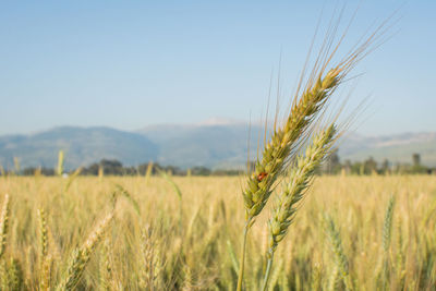Wheat field against sky