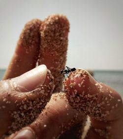 Close-up of insect on hand