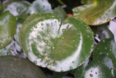 Close-up of raindrops on leaves