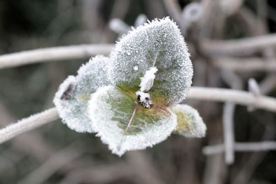 Close-up of frozen plant