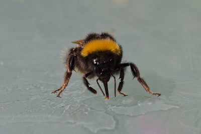 Close-up of spider