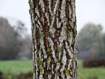 Close-up of tree trunk on field