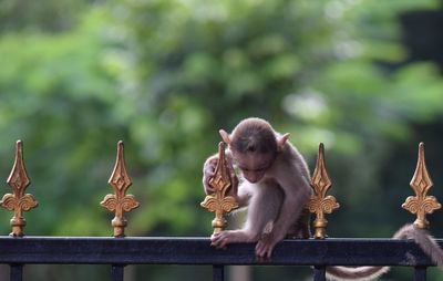 Monkey infant sitting on metallic gate