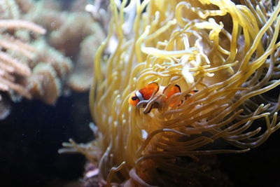 Close-up of fish swimming in sea