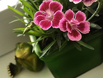 Close-up of pink flowers