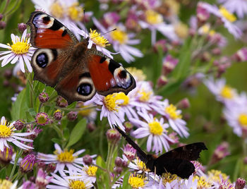 Close-up of butterfly pollinating on flower