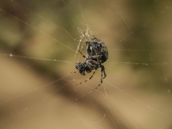 Close-up of spider on web