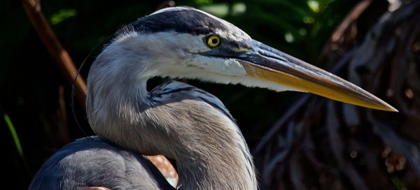 Close-up of pelican