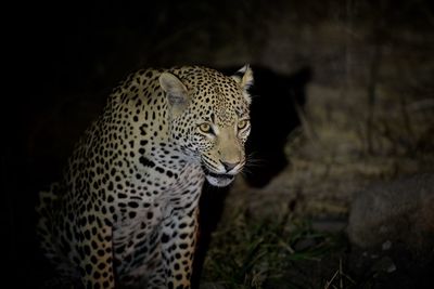 Close-up of a cat looking away