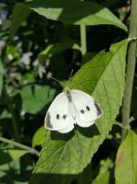 Close-up of butterfly on leaf