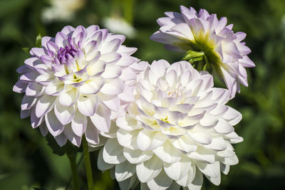 Close-up of purple flowers