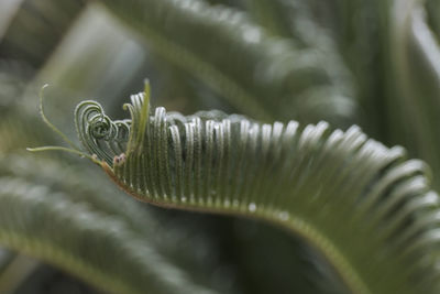 Curly fern, france