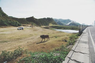 Horses on road by mountains against sky