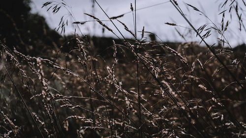 Close-up of dry grass on field