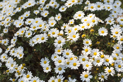 Close-up of white daisy flowers on field