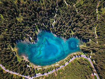 High angle view of coral on sea shore