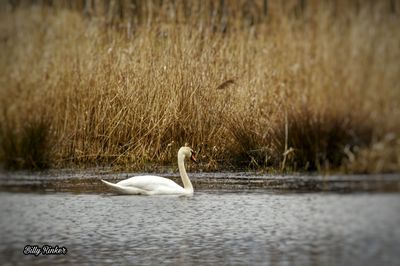 Swan swimming in lake