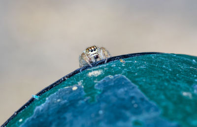 Close-up of spider