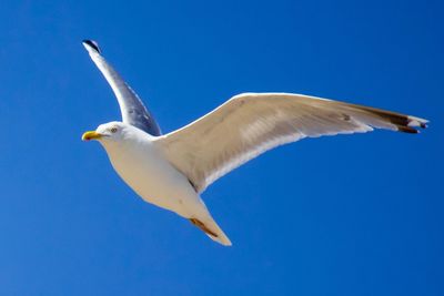 Low angle view of seagull flying
