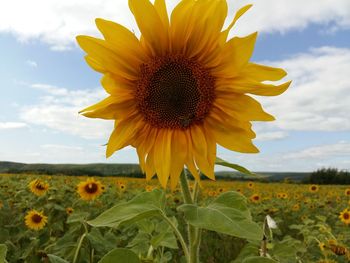 Close-up of sunflower on field against sky