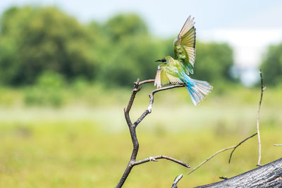Blue tailed bee-eater flying