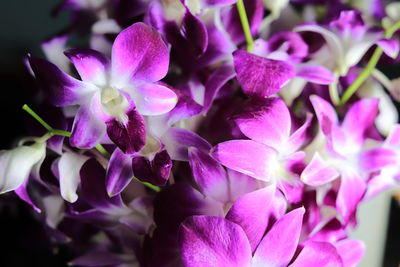 Close-up of purple flowering plants