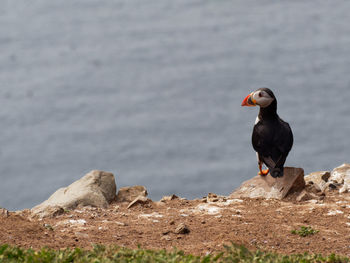 Bird perching on rock