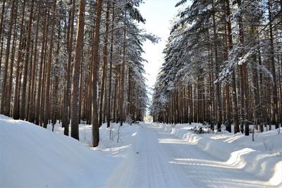 Panoramic view of pine trees in forest during winter