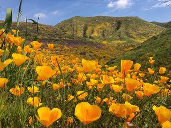 Scenic view of yellow flowering plants on field against sky