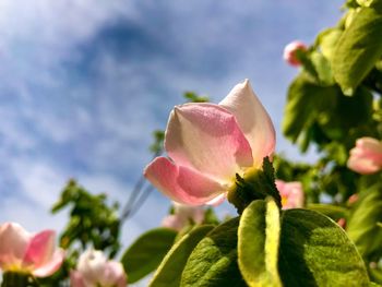 Close-up of pink flowering plant