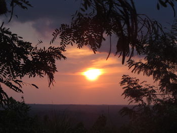 Silhouette of tree at sunset