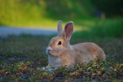 Close-up of a rabbit on field