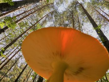 Close-up of orange flowering plant in forest