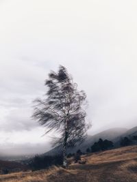 Tree on landscape against clear sky