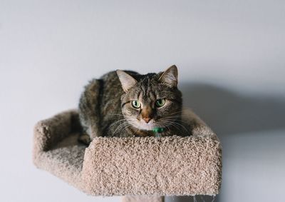 Portrait of cat sitting against white wall