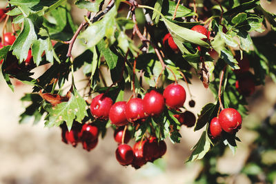 Close-up of cherries growing on tree