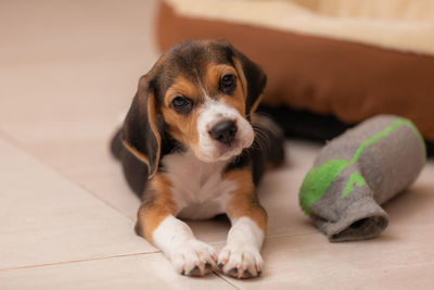 pet