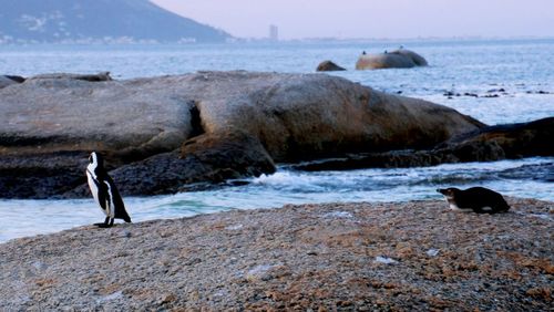 Close-up of bird perching on rock in sea against sky