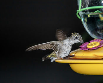 Close-up of bird against black background