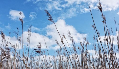 Low angle view of plants against cloudy sky