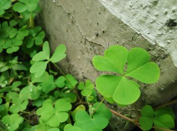 Close-up of fresh green plant