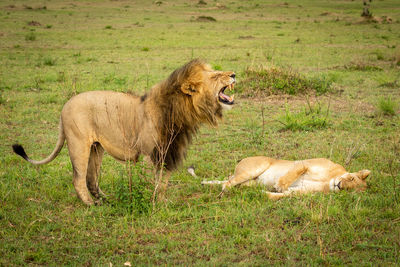 Male lion bares teeth standing by lioness