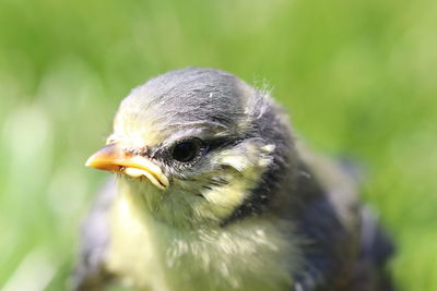 Close-up of a bird looking away