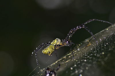 Close-up of spider on web