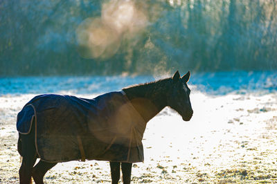 Side view of a horse on a land