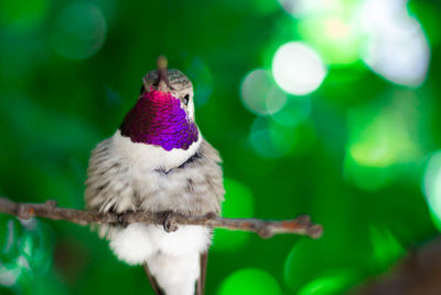 Close-up of bird perching on branch