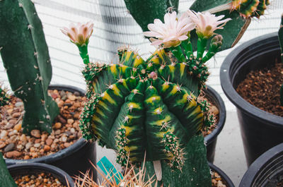 Close-up of potted plants