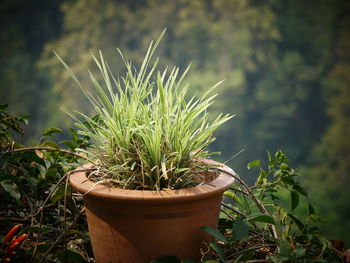 Close-up of potted plant on field