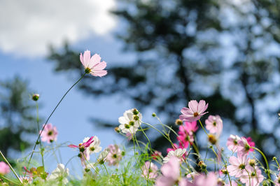 Image of pink cosmos swaying in the autumn breeze.