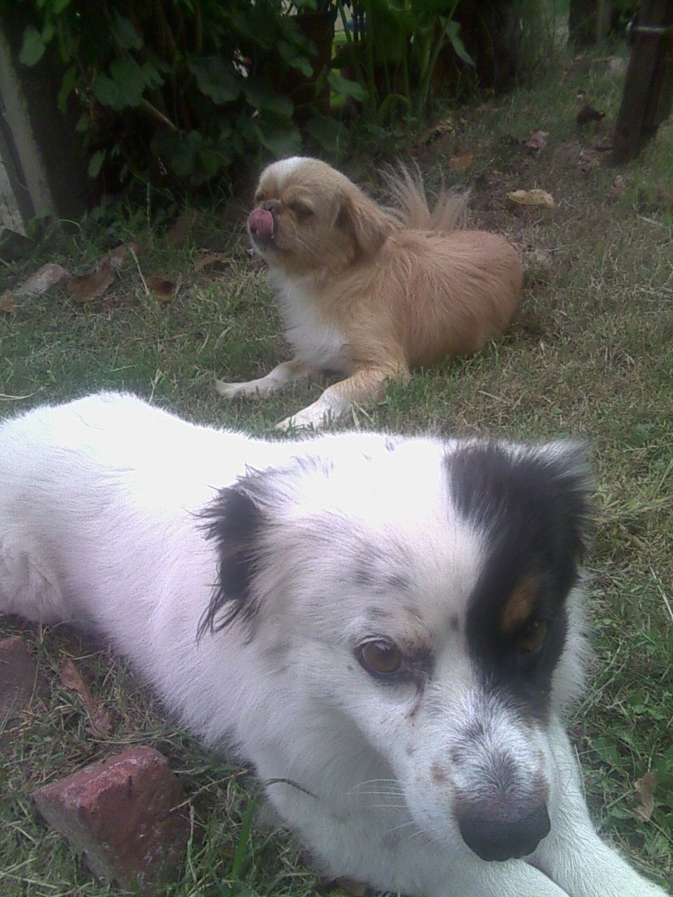 animal themes, mammal, domestic animals, one animal, pets, grass, dog, relaxation, high angle view, sitting, field, animal, nature, no people, outdoors, two animals, day, vertebrate, zoology, white color